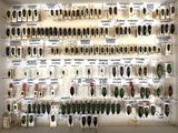 many different types of beetles on display in a display case