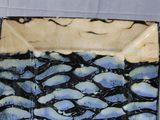 a blue and black plate with a pattern on it