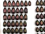 a lot of beetles that are hanging on the wall