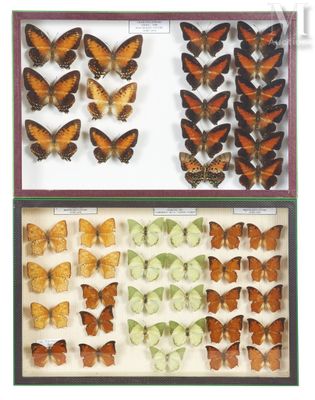 two boxes of butterflies with different colors and sizes in them