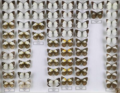 de nombreux types de papillons différents présentés dans une vitrine