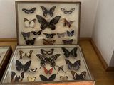 many different types of butterflies in a display case