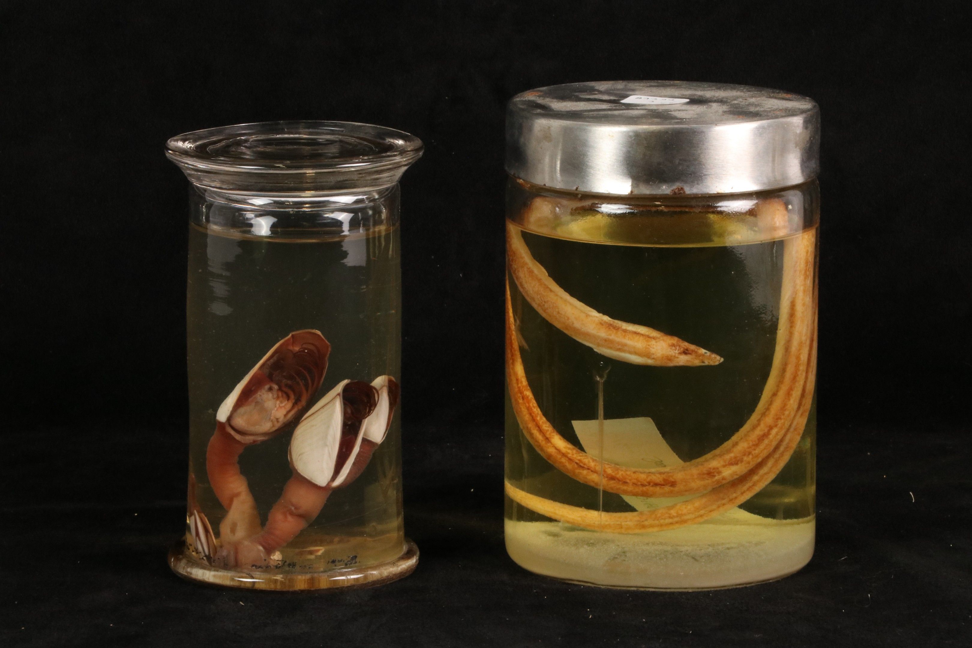 Objets d'art & Curiosités
