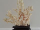 a white coral on a black stand on a white surface