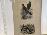 a picture of two birds on display in a glass case