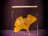 an image of a yellow ging leaf in a glass block
