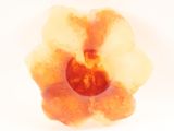 a close up of an orange flower on a white surface