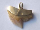 a gold plated pendant with a shark tooth on it