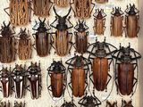 a lot of beetles that are hanging on the wall
