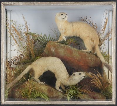 painting of two white ferrets in a display case on a rock