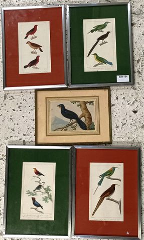 Gravures. 4 planches d’oiseaux, joint une gravure oiseau différen
