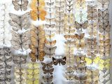 a lot of butterflies that are on display in a glass case
