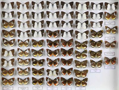 de nombreux papillons exposés dans une vitrine