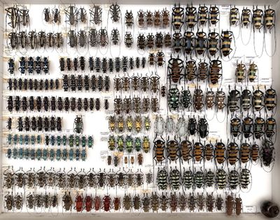 a lot of bugs that are on the wall together