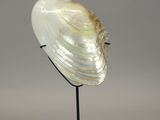 sculpture of a shell on a black stand against a gray background