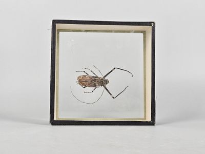 an insect in a glass frame sitting on top of a white surface