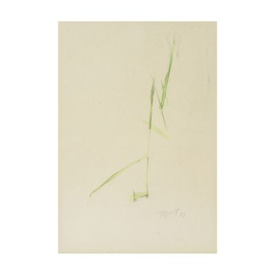 an image of a drawing of a tall plant with green stems