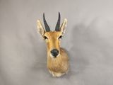 une tête d'antilope accrochée au mur sur un fond gris