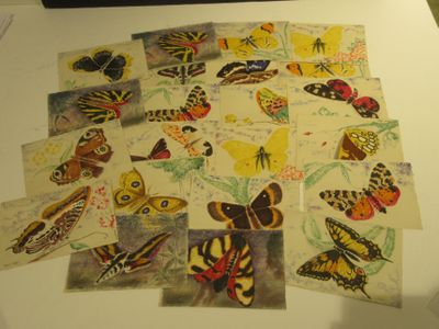 a lot of different butterflies on the table together