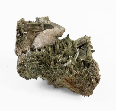 a close up of a piece of moss on a white surface