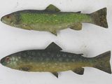 two fish that are sitting next to each other on a table