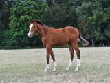 a horse that is standing in the grass in the field