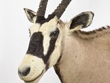 a close up of a antelope with long horns