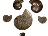 several pieces of fossil are arranged in a circle on a white surface