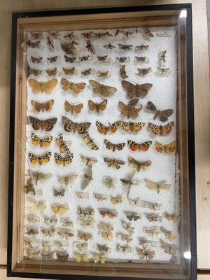 a picture of a display of moths in a shadow box