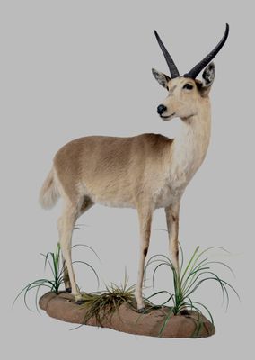 une petite antilope perchée au sommet d'un rocher