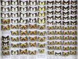 exposition de papillons dans une vitrine, accompagnés d'étiquettes