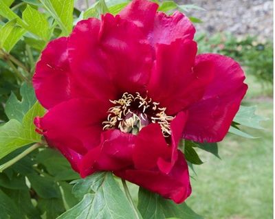 a large red flower that is blooming in the garden