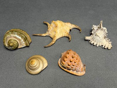 Cinq coquillages. H. : de 7 à 10 cm.
