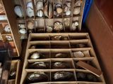 many different types of shells in a box