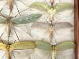 a lot of insects that are in a wooden frame