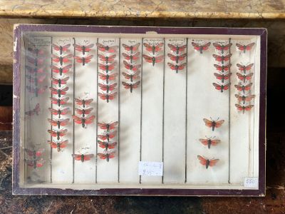 a close up of a display of moths in a glass case