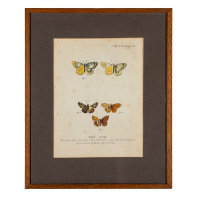 a framed picture of three butterflies in various stages of flight