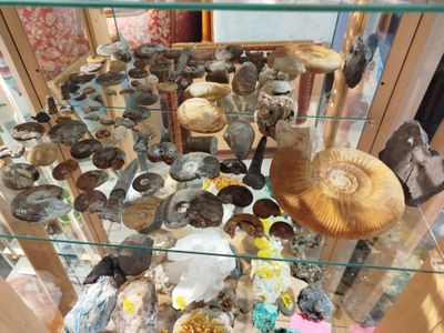 a glass display case filled with different types of rocks