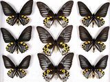 six black and yellow butterflies in a white frame on a white surface