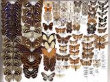 many different types of butterflies displayed in a white frame