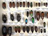 a lot of bugs that are on display in a glass case