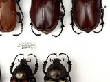 six beetles in a display case on a white surface