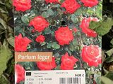 a card with a picture of a red rose on it