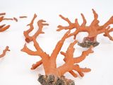 some corals that are sitting on a white surface