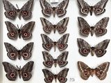 many different types of moths displayed in a white box