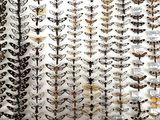 many different kinds of moths displayed on the wall