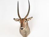une tête d'antilope accrochée à un mur blanc