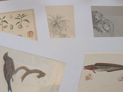 many different types of drawings on the paper