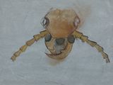 peinture représentant un insecte sur une feuille de papier à fond blanc