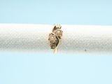 a close up of a gold ring on a white napkin